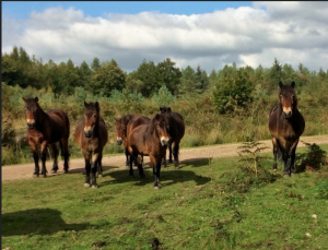 Exmoor Pony