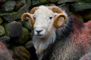 Herdwick 1