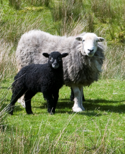 Herdwick 2