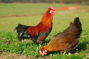 Rooster_Petelin in kokoš slovenske avtohtone pasme kokoši - štajerska kokoš (Foto N. Petrič)