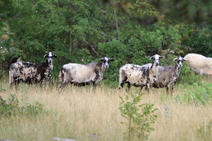 Sheep_Istrska pramenka- ovce na paši (Foto V. Rezar)