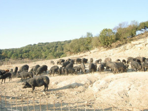 Black pig 2 Greece