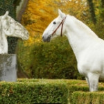 Kladruber horse
