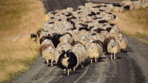 Icelandic leader sheep