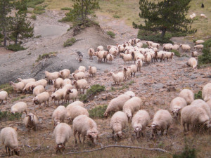 Kalarritiko sheep2