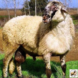 Karagouniko sheep 4