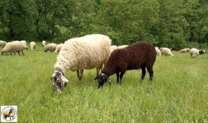 Karagouniko sheep