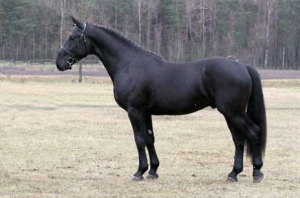 Latvian horse breed