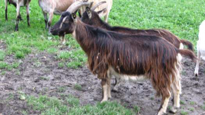 Latvian local goat