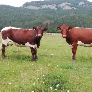 Slovakian Pinzgau cattle