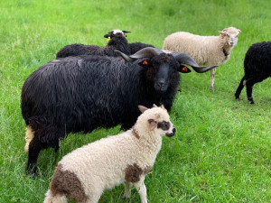 Slovakia Valachian Sheep