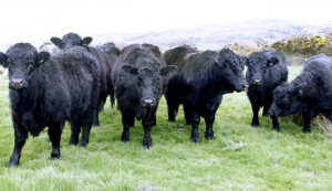 UK Welsh Black Cattle