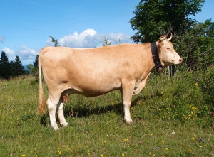 Villard de Lans IDELE 1