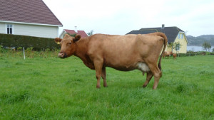 Western Red Polled Cattle