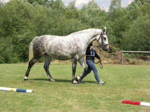 Śląski horse