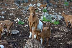 Skopelos goat