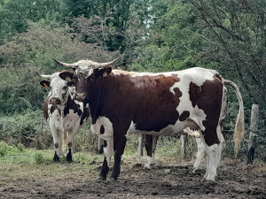 Ferrandaise breed